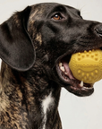 Trooper Dog Ball (Backordered Ships in 8 Weeks)