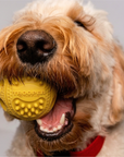 Trooper Dog Ball (Backordered Ships in 8 Weeks)